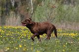 LABRADOR 1028